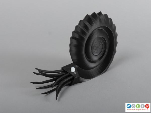 Front view of a 3D printed ammonite showing the head.