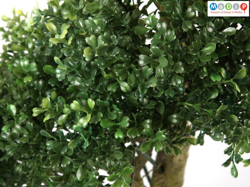 Close view of a tree showing the leaf sections.