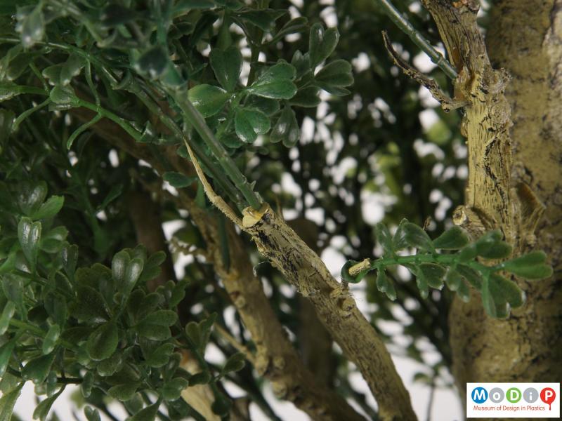 Close view of a tree showing the leaf sections.