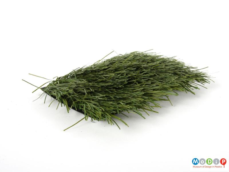 Side view of a grass sample showing the length of the grass.