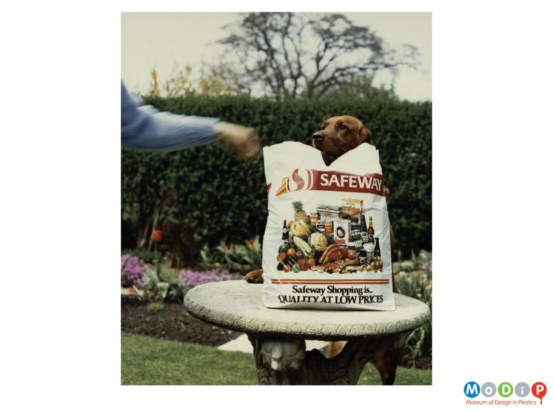 Scanned image showing a dog and a carrier bag.