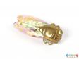 Front view of a Cicada bug brooch showing the translucent wings.
