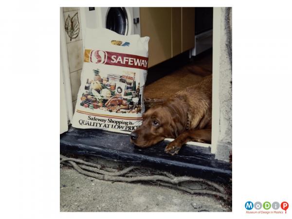 Scanned image showing a dog laying in a doorway next to a filled Safeway shopping bag.