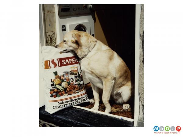Scanned image showing a dog looking into a carrier bag.