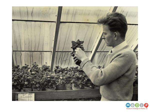Scanned image showing plants being cared for in a greenhouse.