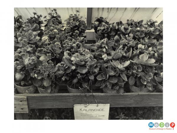 Scanned image showing plants being cared for in a greenhouse.