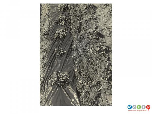 Scanned image showing strawberry plants mulched with black polythene.
